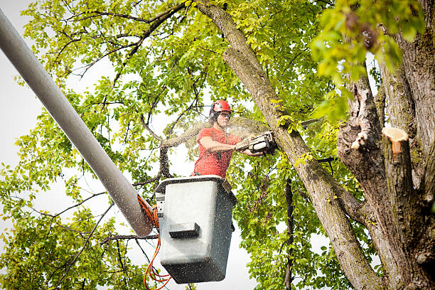 Best Tree Care Services  in Blue Mound, IL